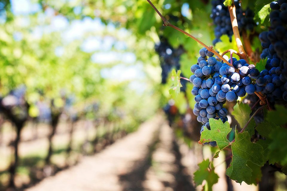 grapes London wine courses, masterclasses and tastings