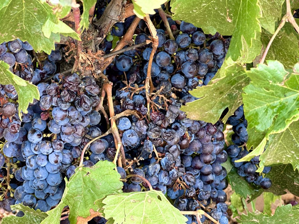 A575EED8-F7A6-4132-995D-99E28470EDC5_1_105_c red wine tasting