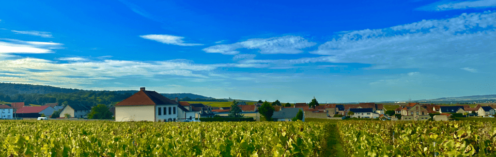 Screenshot 2024-08-23 at 19.23.42 Wine tasting courses and masterclasses